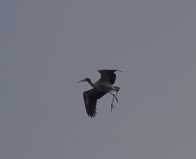 [Rather than the bird's head, body, and legs forming a horizonal line with respect to the ground, this bird has its head slightly above its body and its legs dangle below its body. The wings are mostly up exposing the black flight feathers.]